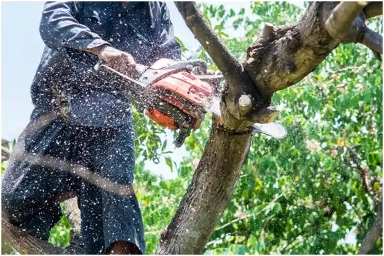 tree services Annabella